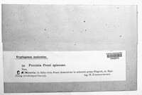 Tranzschelia pruni-spinosae image